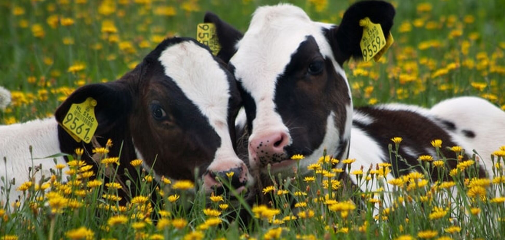 У вас есть две коровы…: новозеландский журналист нашел простое объяснение мировой экономики