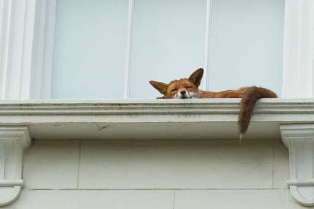 Лисиця, що спала на підвіконні, підкорила інтернет: зворушливе фото