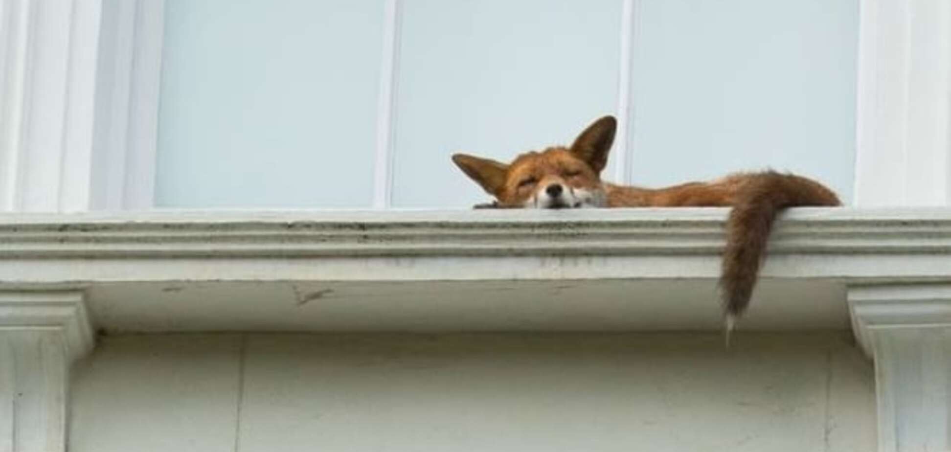 Спящая лисица на подоконнике покорила интернет: трогательное фото