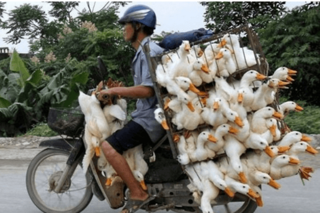 'Дебилы, сэр!' Пользователи высмеяли уничтожение трех гусей в России