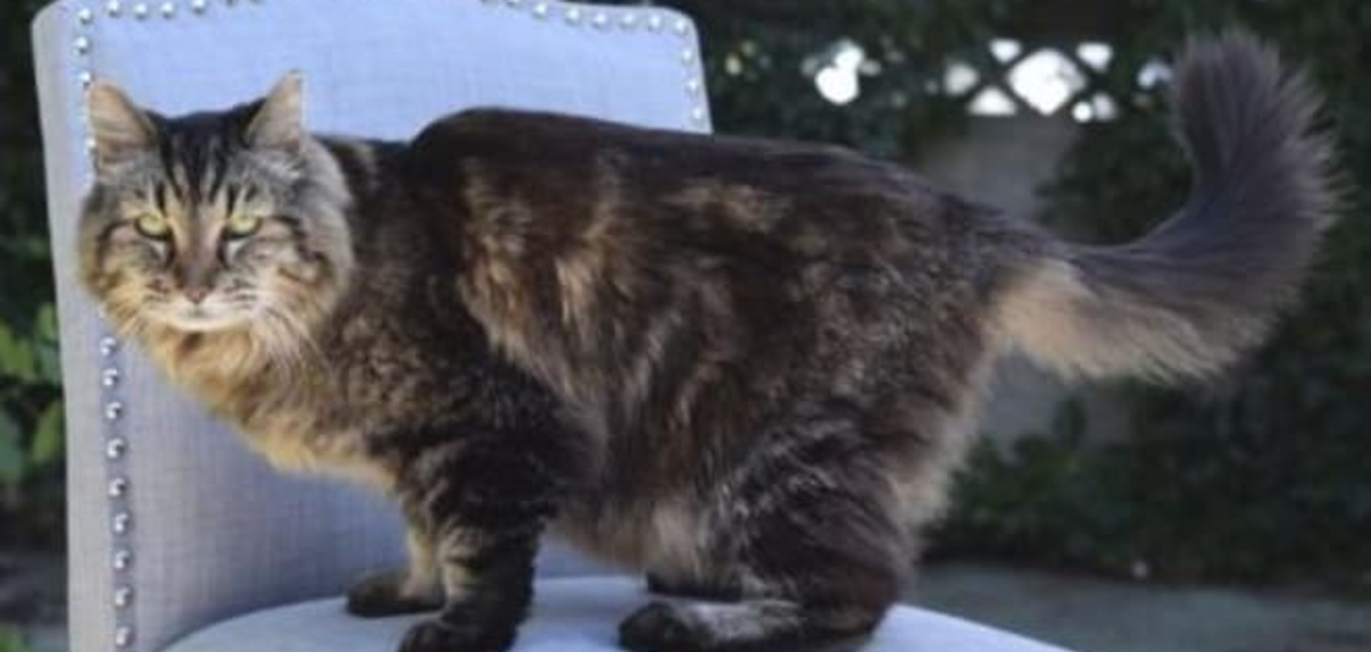 Рекорд Гиннесса: кот из США стал самым старым в мире