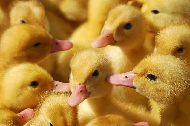 'Смерть маленьким гаденышам!' В России сожгли 50 'нелегальных' утят из Украины: видеофакт