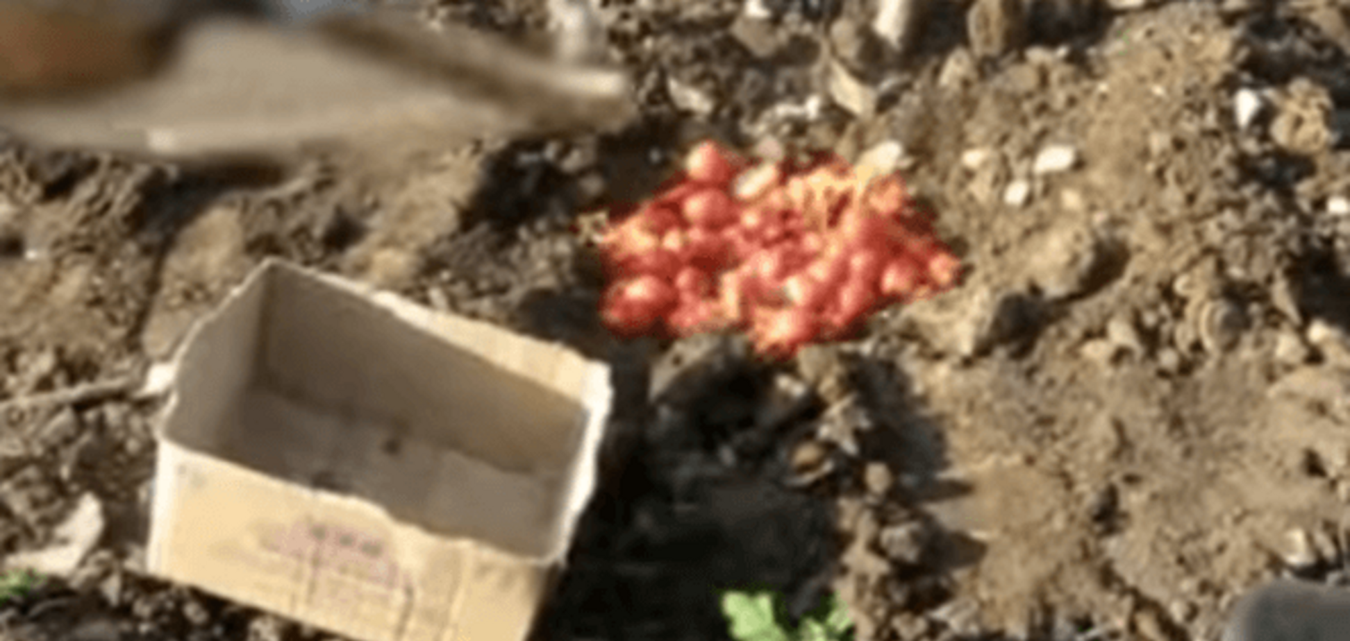 'Je suis помідор!' У Росії показово спалили 8 кілограмів томатів: відеофакт
