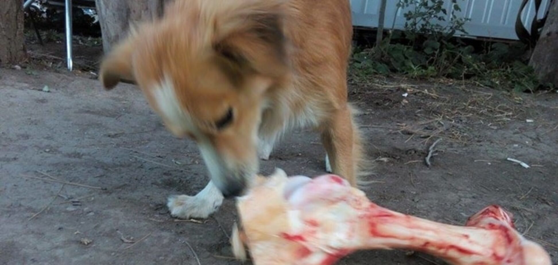 Маріуполь охороняє пожежний пес 'Рижик': опубліковано фото