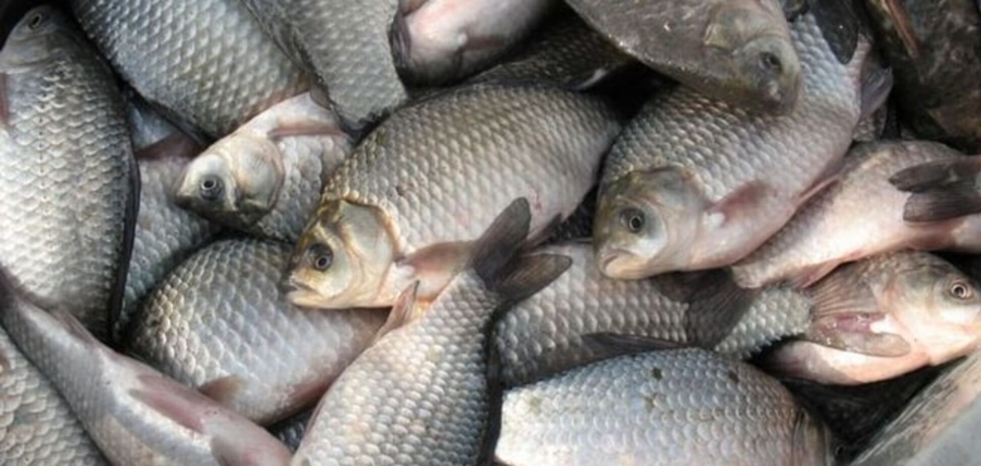 Рыба в Украине может подешеветь