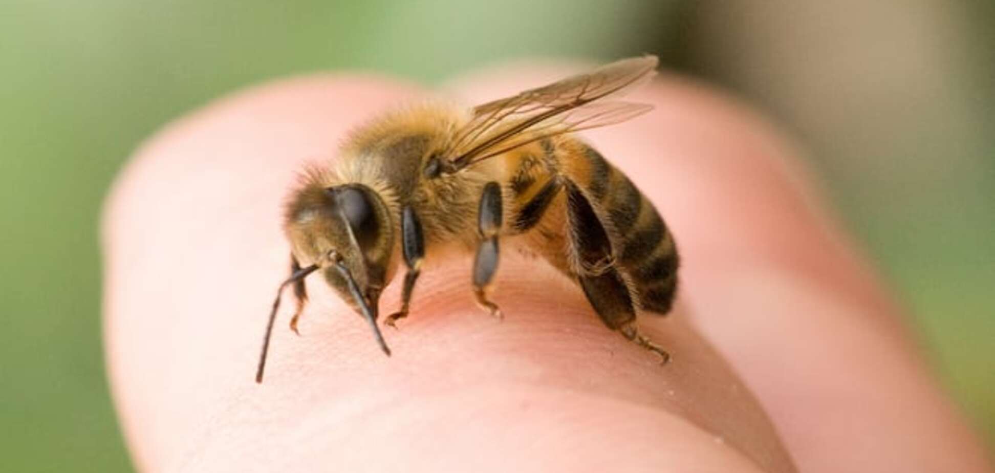 Что нельзя делать, если вас укусила пчела: 6 строгих табу