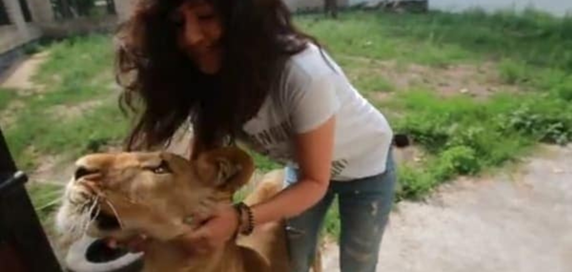 АТО і тварини: лев Сімба шукає новий будинок, а в прифронтовому Красноармійську працює приватний зоопарк