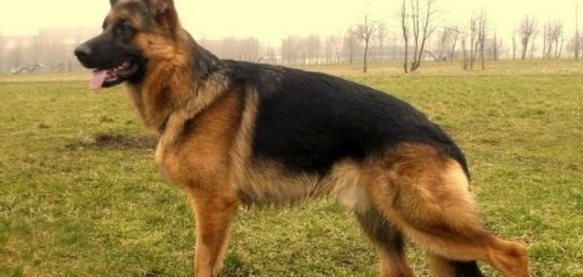 Собака пограничников нашла марихуану в трусах одного из пассажиров