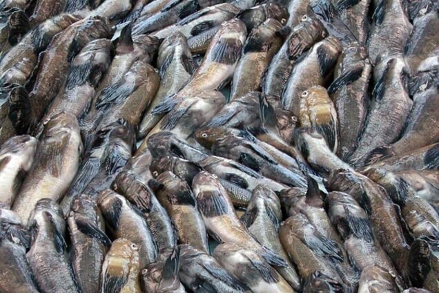 В Николаевской области погибло 100 тыс. речных бычков