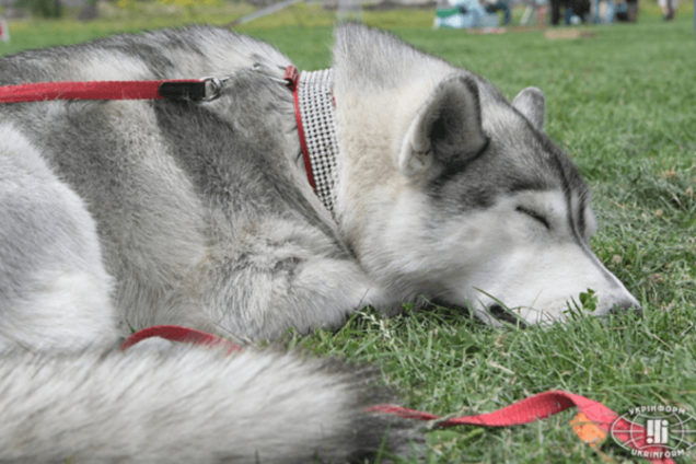Канадцы дрессировали собак-помощников для бойцов АТО: фоторепортаж