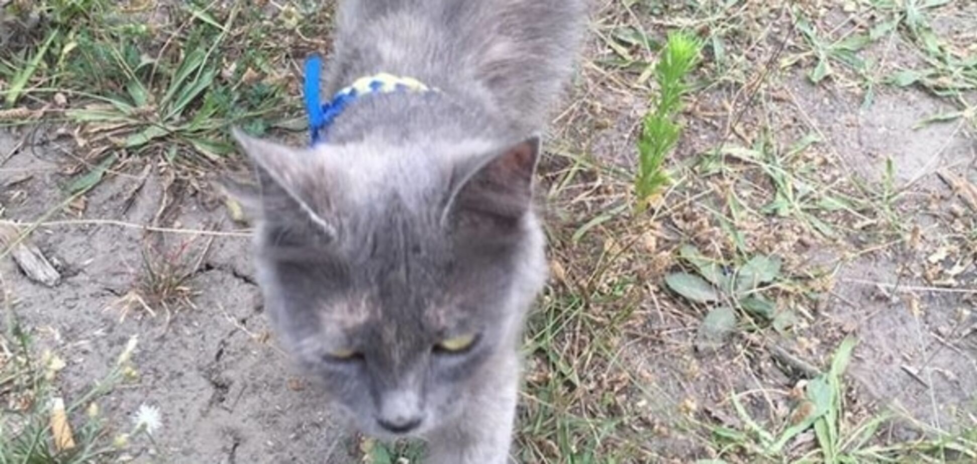 У ДніпрОДА показали кішку Кулю, що з'їдає по два сепаратиста на сніданок: фотофакт