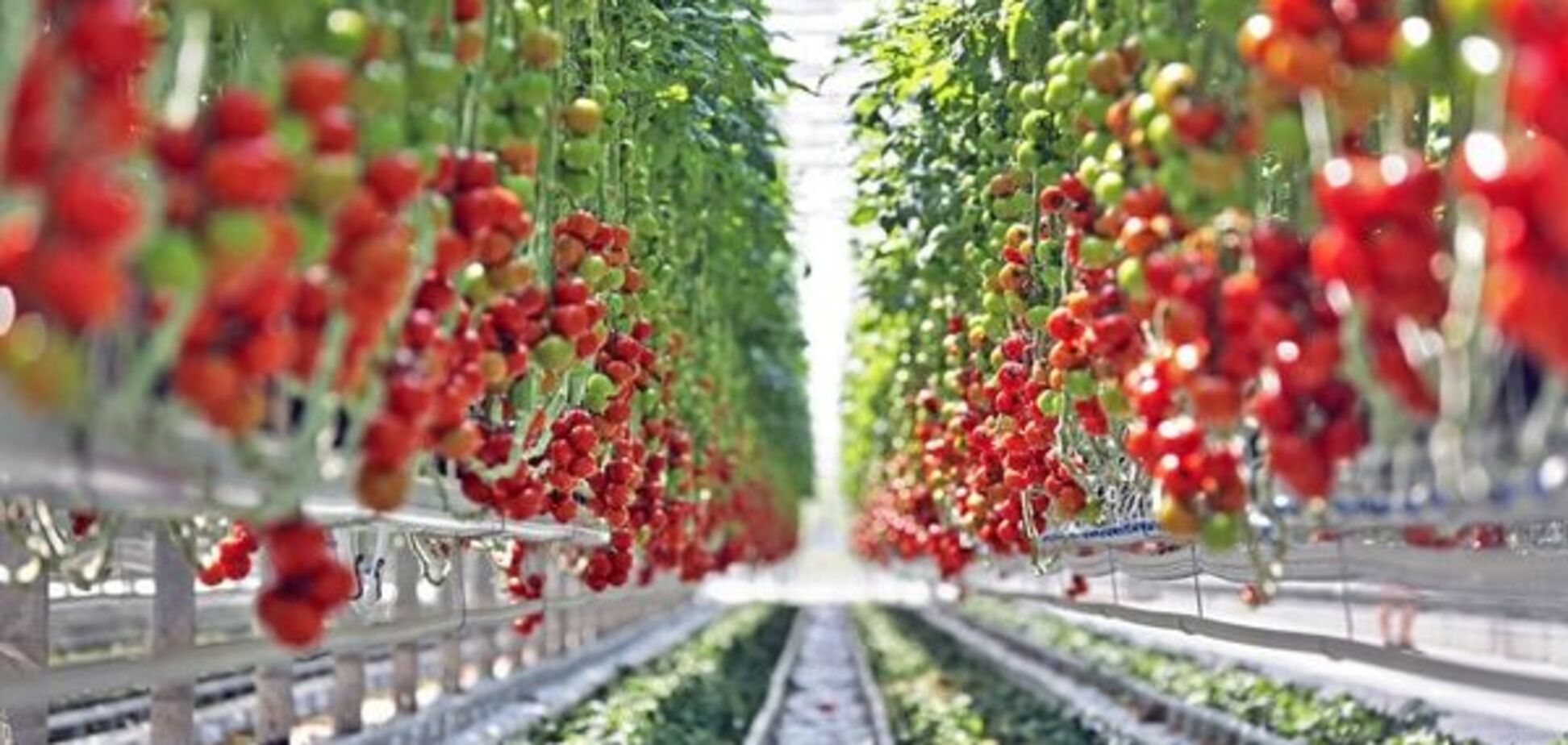 Прошла любовь, завяли помидоры: Украина рекордно снизила поставки еды в Россию
