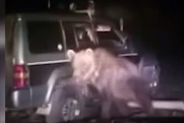 В России живодеры 8 раз переехали медведя джипом и хотели его изнасиловать: жуткое видео