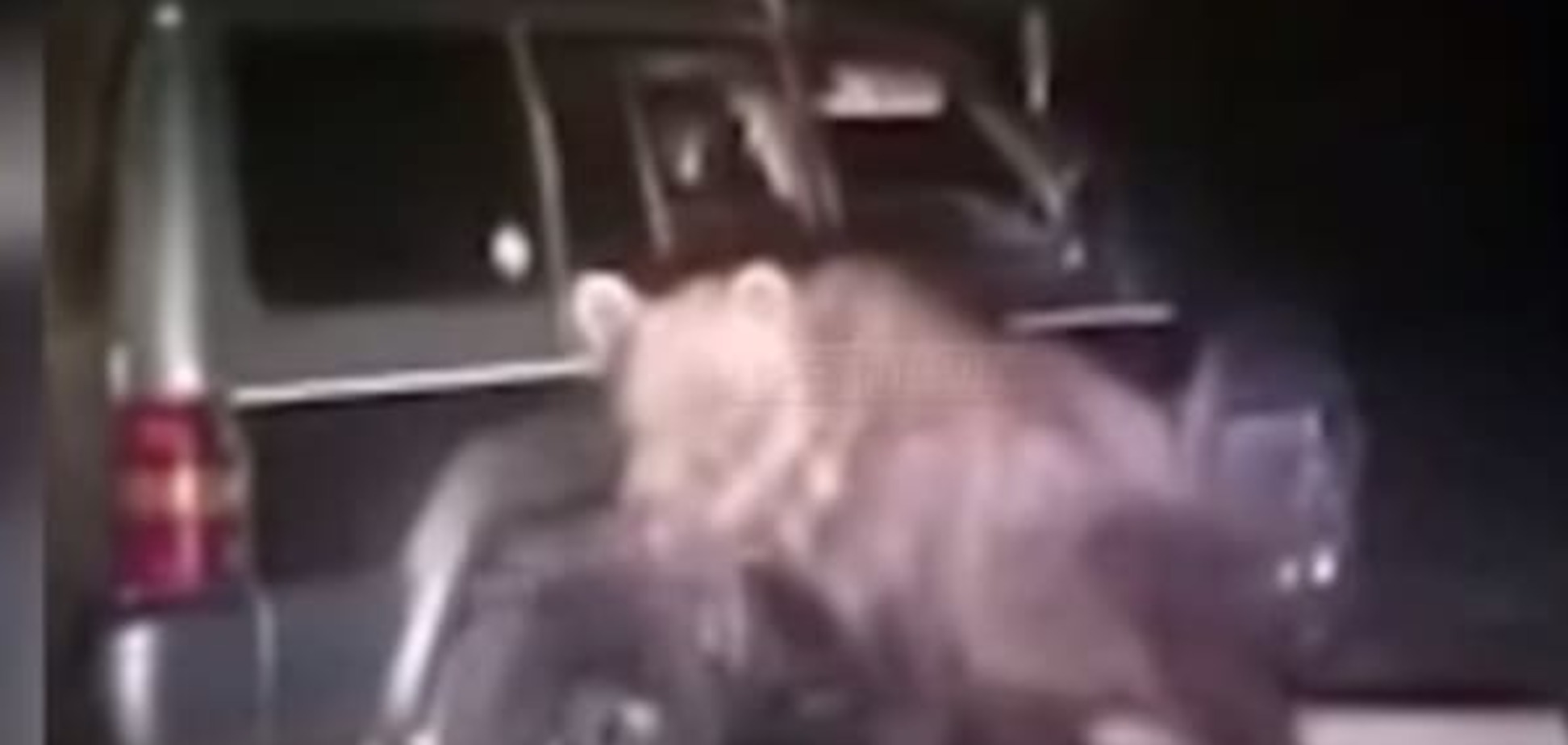 В России живодеры 8 раз переехали медведя джипом и хотели его изнасиловать: жуткое видео