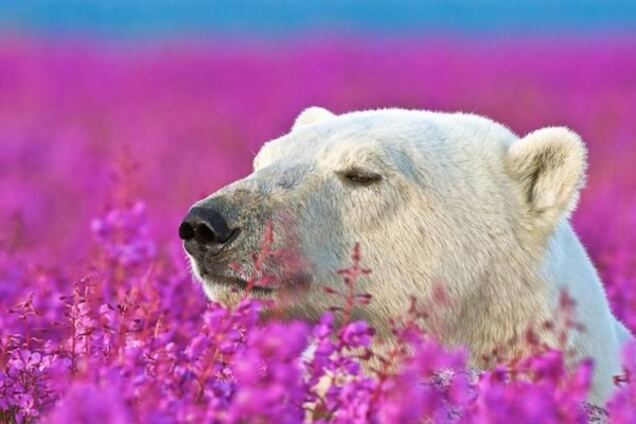 Трогательные и яркие снимки игры полярных медведей в цветах
