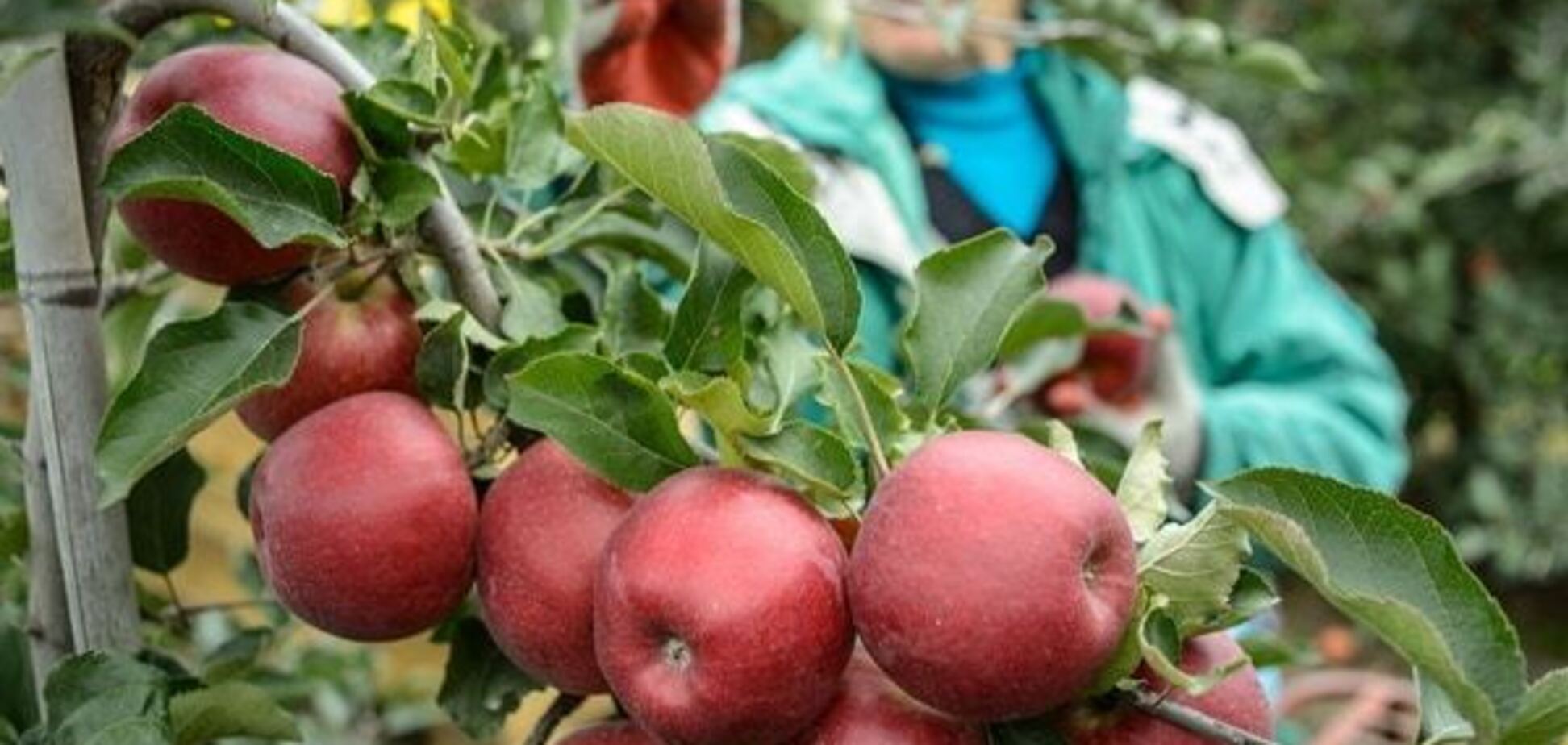 Православные отмечают яблочный Спас