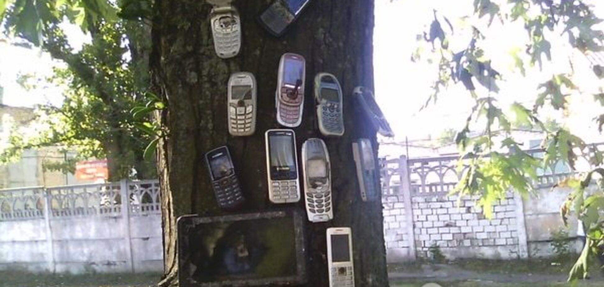 У Києві з'явилося 'мобільне' дерево: фотофакт