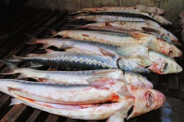 Охота на осетра. В России сожгли 200 кг армянской рыбы