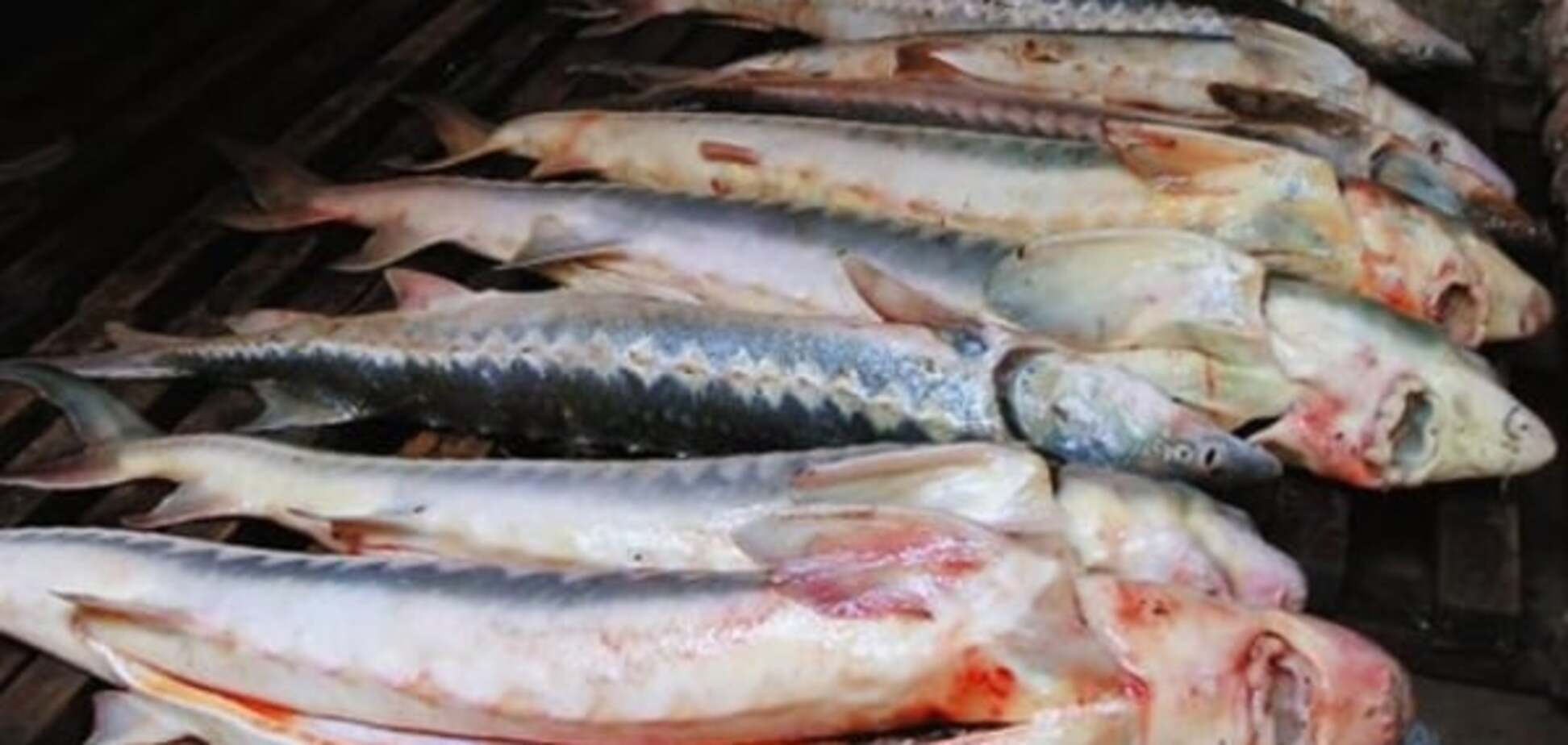 Полювання на осетра. У Росії спалили 200 кг вірменської риби