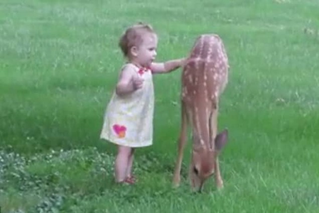 Маленькая девочка играет с олененком: невероятно милое видео стало хитом в сети