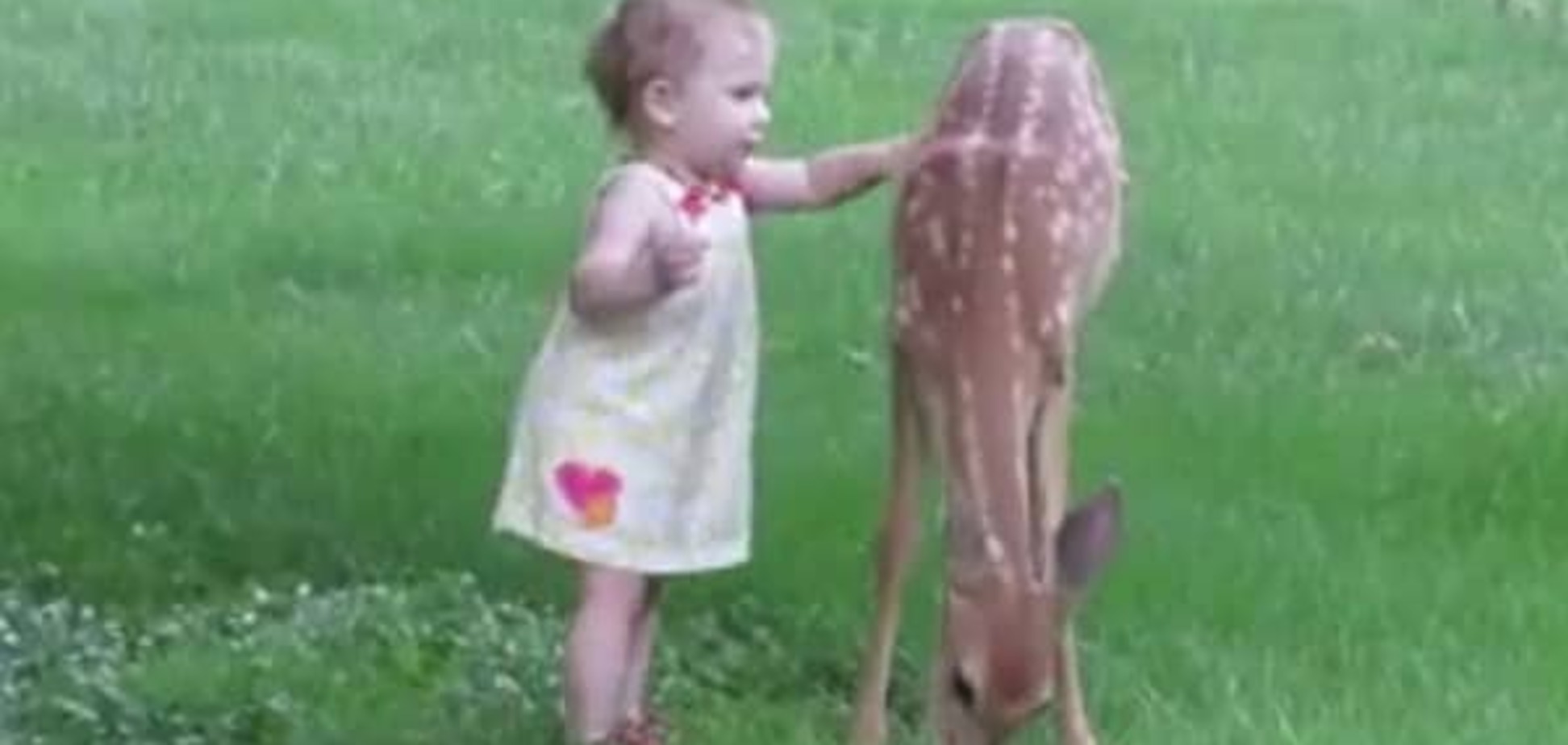 Маленькая девочка играет с олененком: невероятно милое видео стало хитом в сети