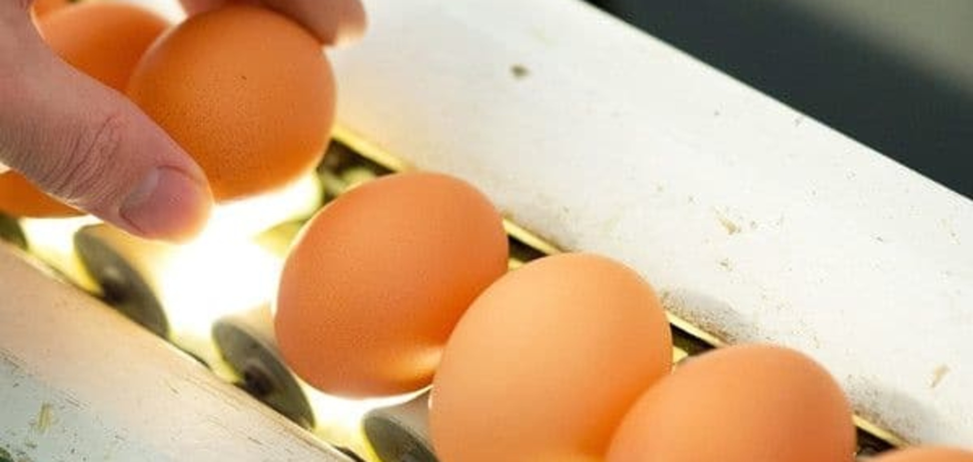 Израиль разрешил ввоз яиц из Украины