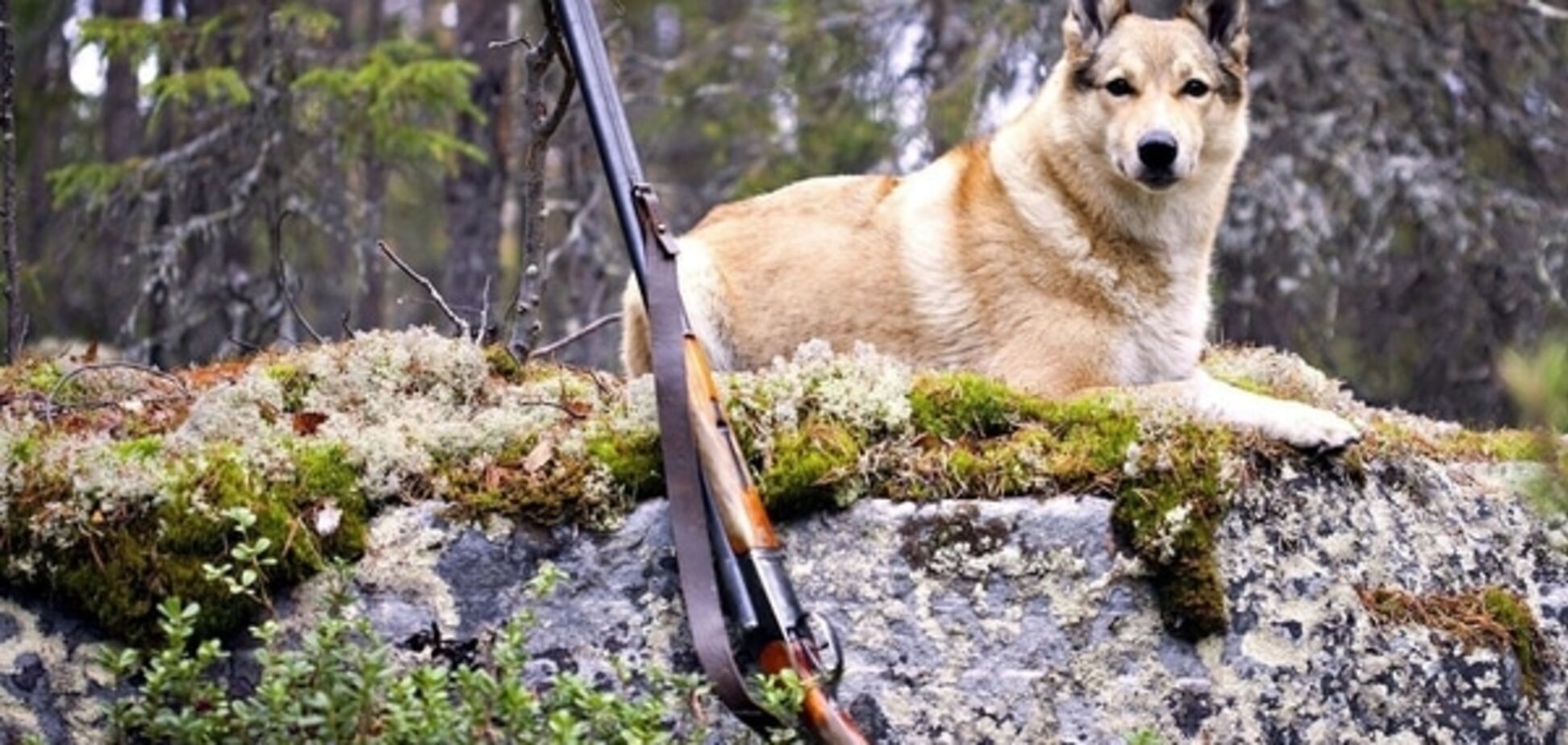 На Одещині мисливський собака мало не застрелив господаря