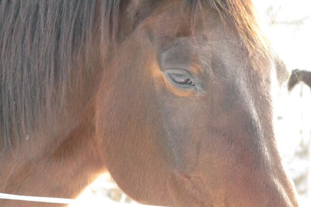 В киевском парке лошадь напала на 4-летнего ребенка