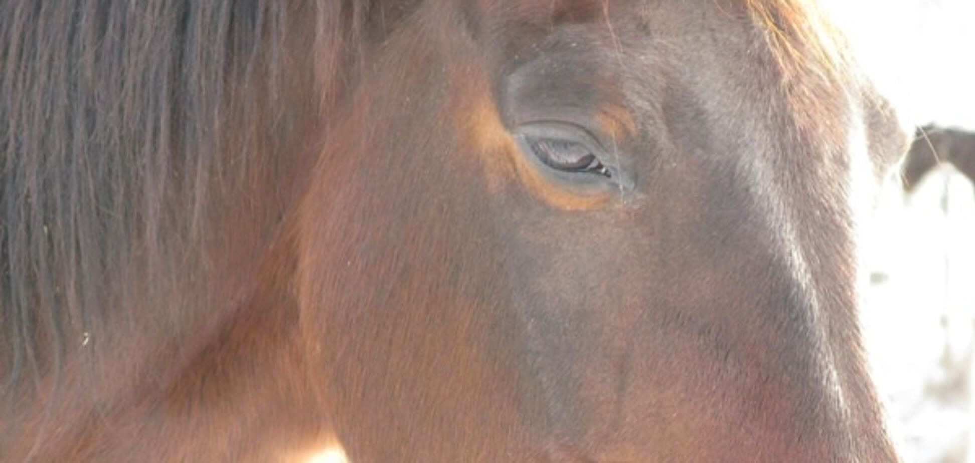 У київському парку кінь напав на 4-річну дитину