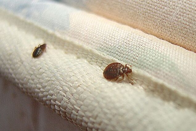 Топ-3 совета, которые помогут определить, есть ли в отеле клопы