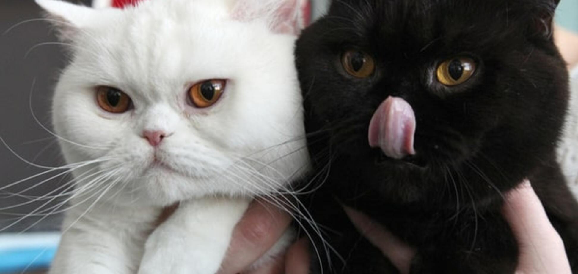 Неугомонная Госдума взялась за поголовье российских кошек