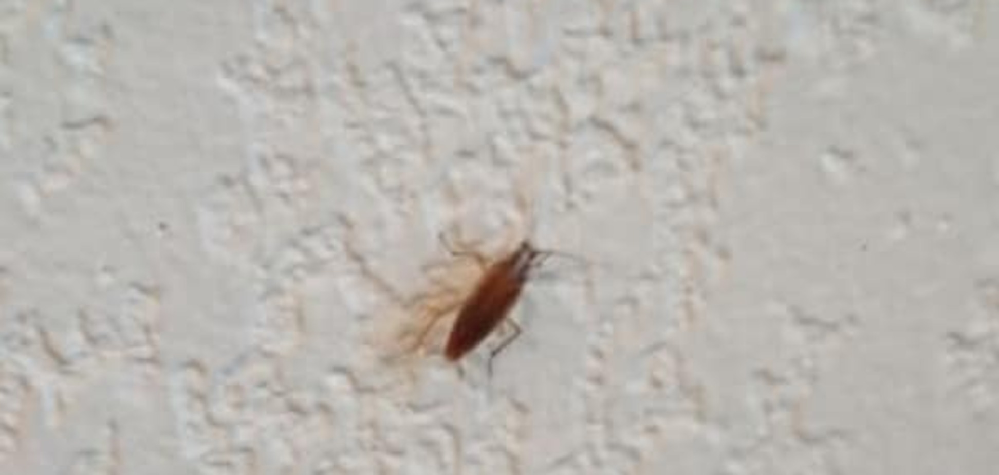 В столовой Киевсовета развелись тараканы: фотофакт