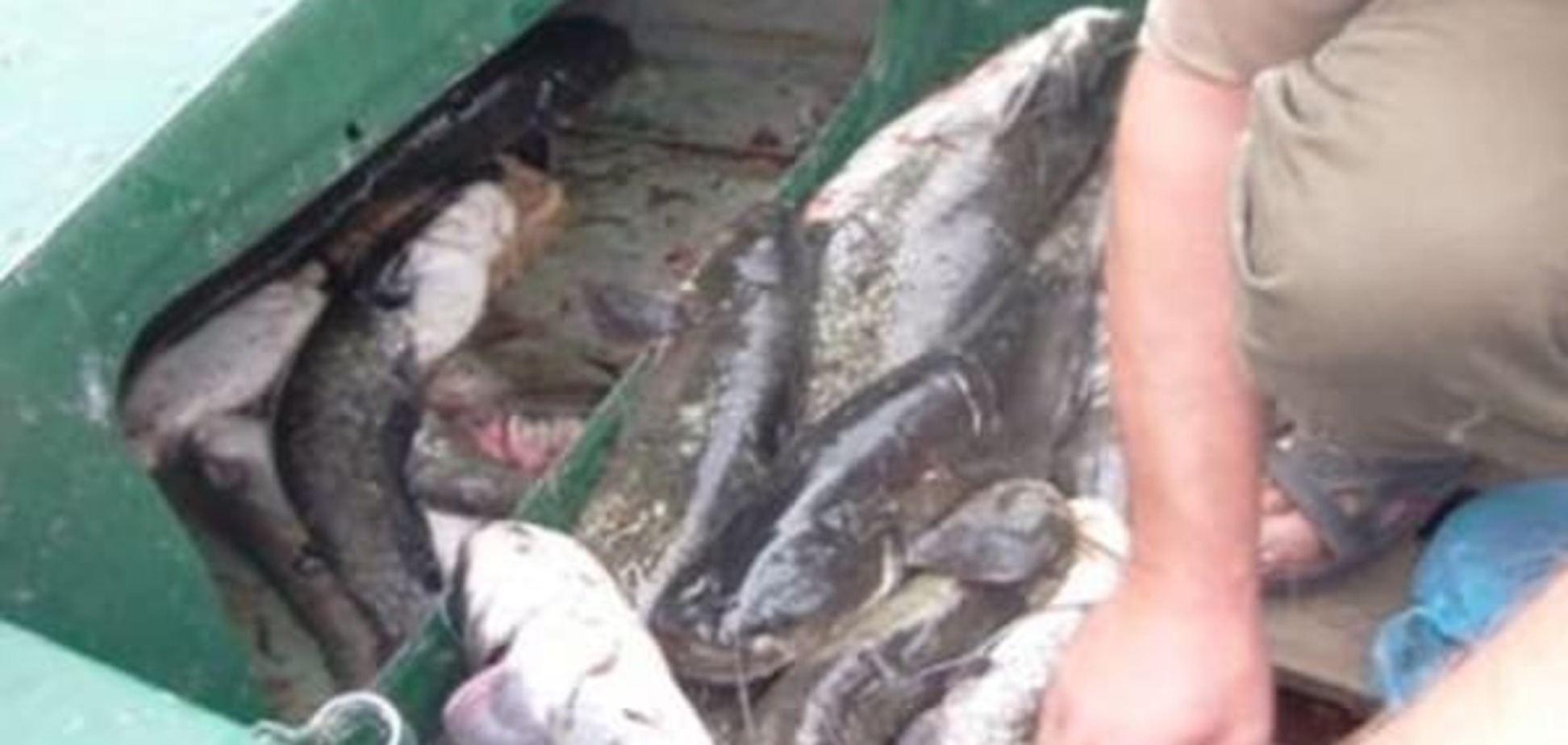 На Київщині затримали любителів чорнобильської риби: фотофакт