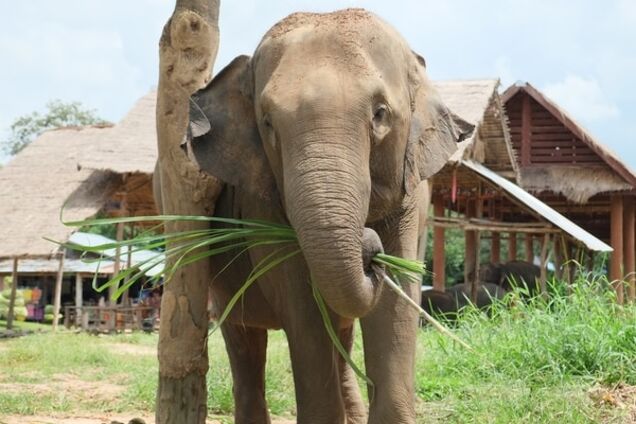 В Таиланде взбесившийся слон-убийца сбежал с тремя людьми на спине