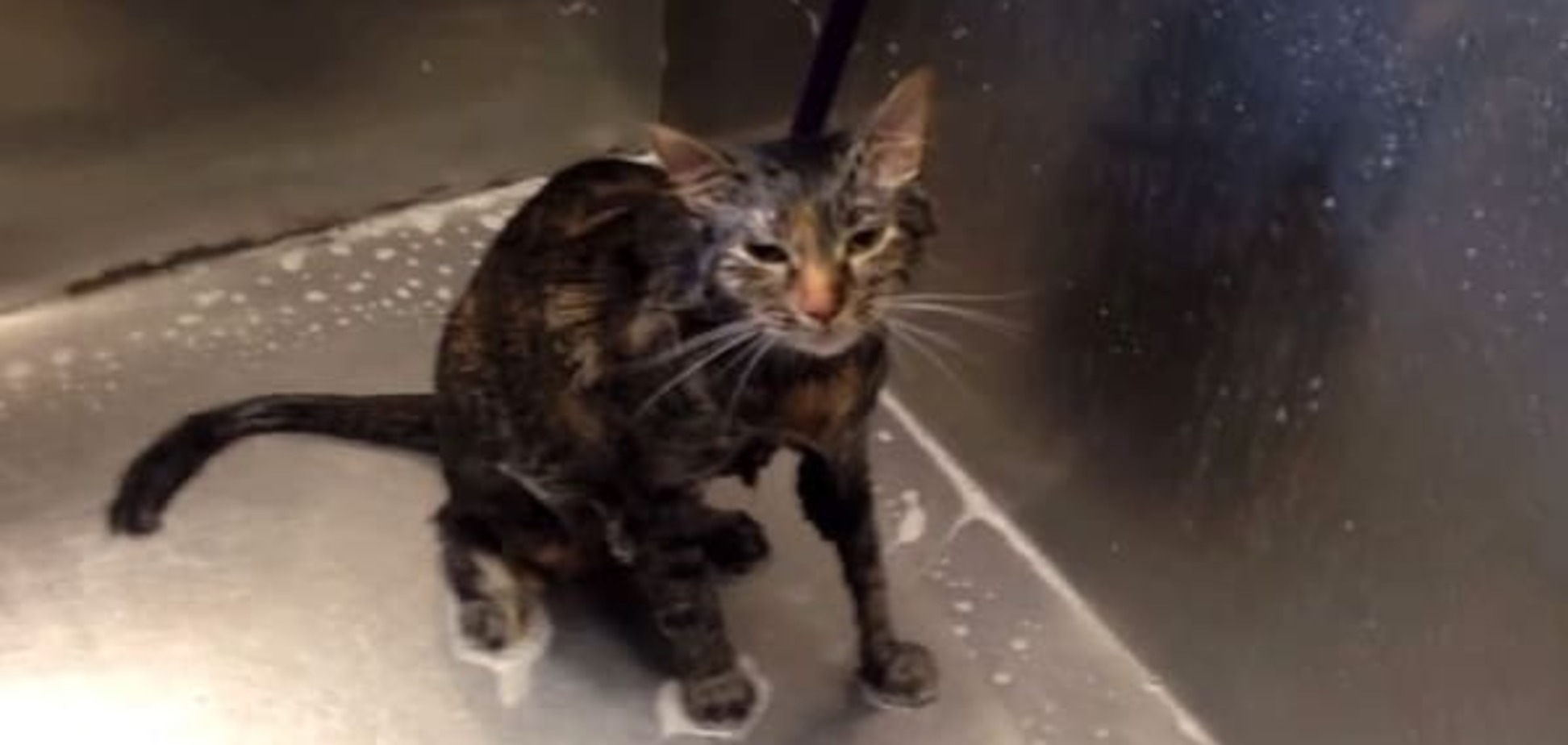 Не надо больше: смешное видео с котом, который умоляет хозяина перестать его мыть