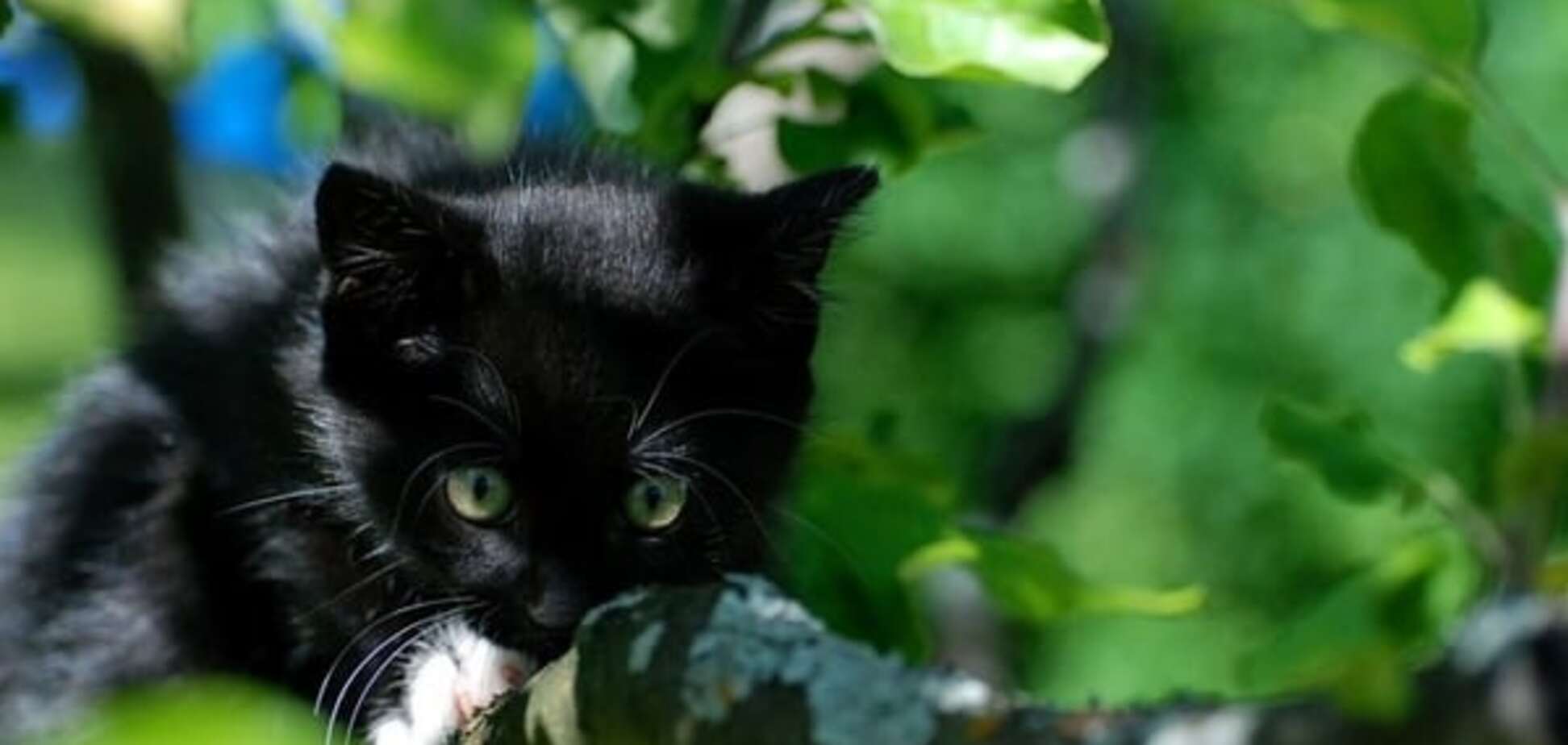 В Киеве пожарные спасли бездомных котят