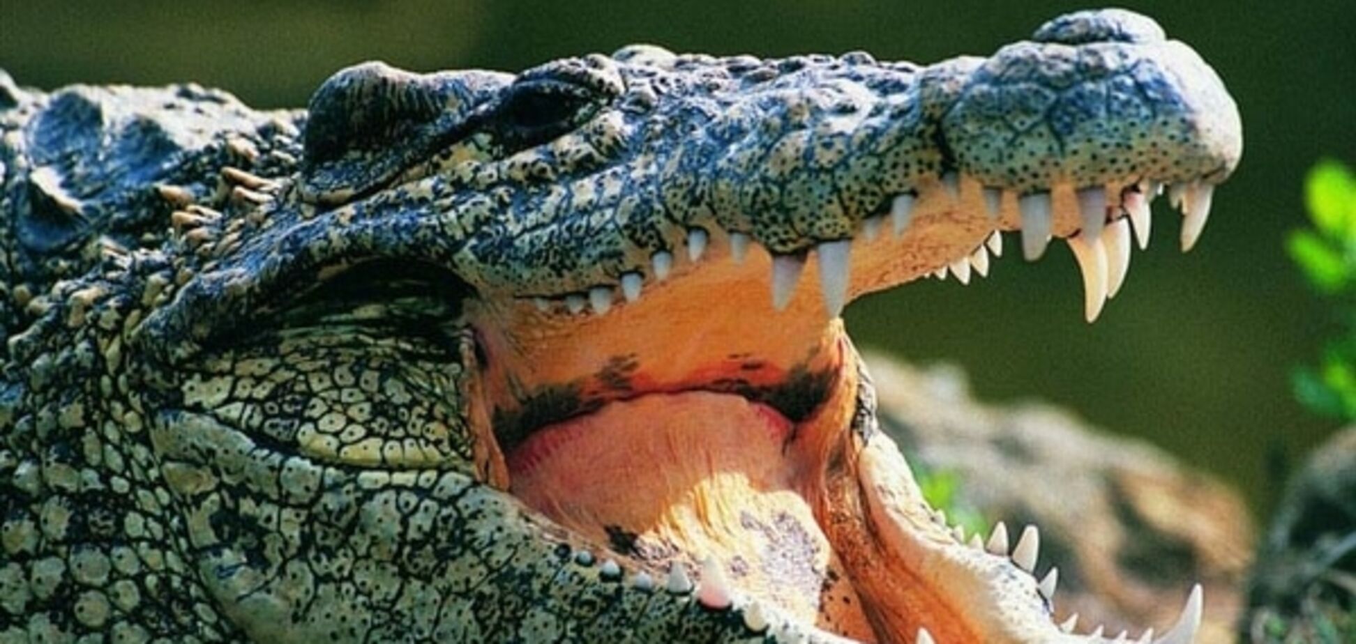 Шокированные зрители засняли кровавый обед крокодила-каннибала: видеофакт 