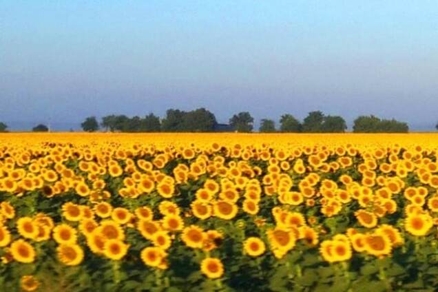 Наши - везде! И даже в Лугандоне их полно