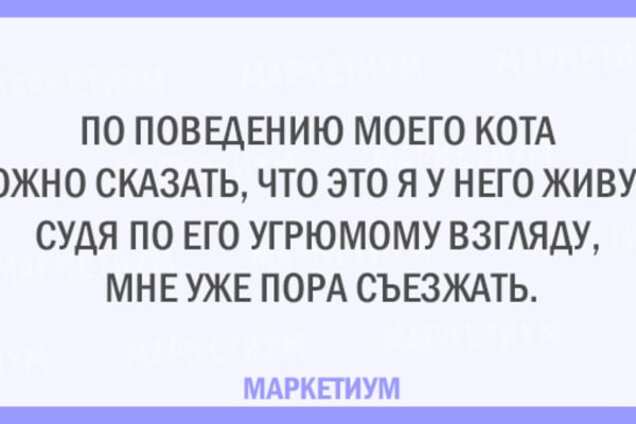 Без кота и жизнь не та: 20 открыток, которые поймет каждый кошатник