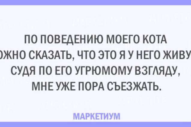 Без кота и жизнь не та: 20 открыток, которые поймет каждый кошатник
