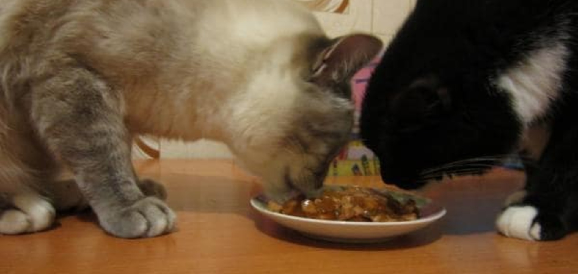 На кондитерского гиганта подали в суд из-за кошачьего корма