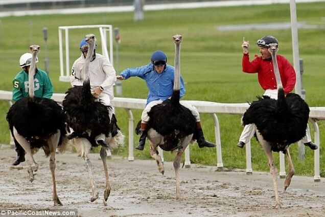 Премия Страуса: полет рубля, Зозуля на быстрых ногах и бумеранг Путина