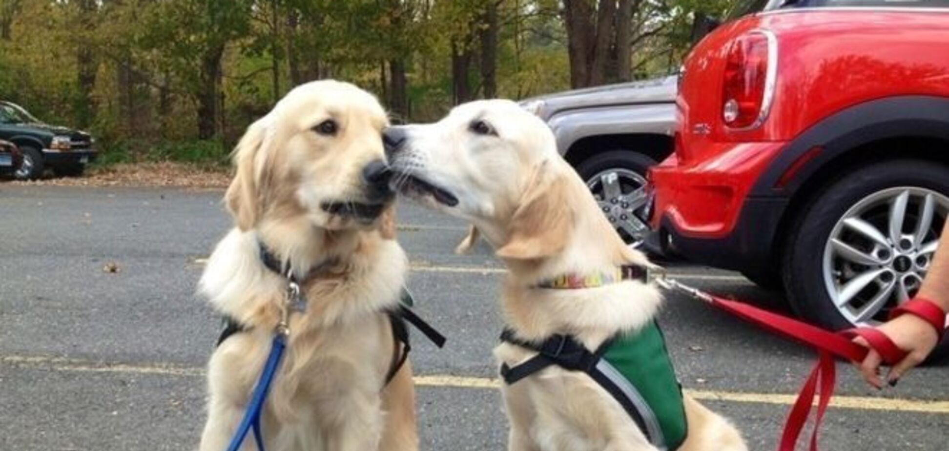 16 реальных фото, доказывающих, что у животных есть душа