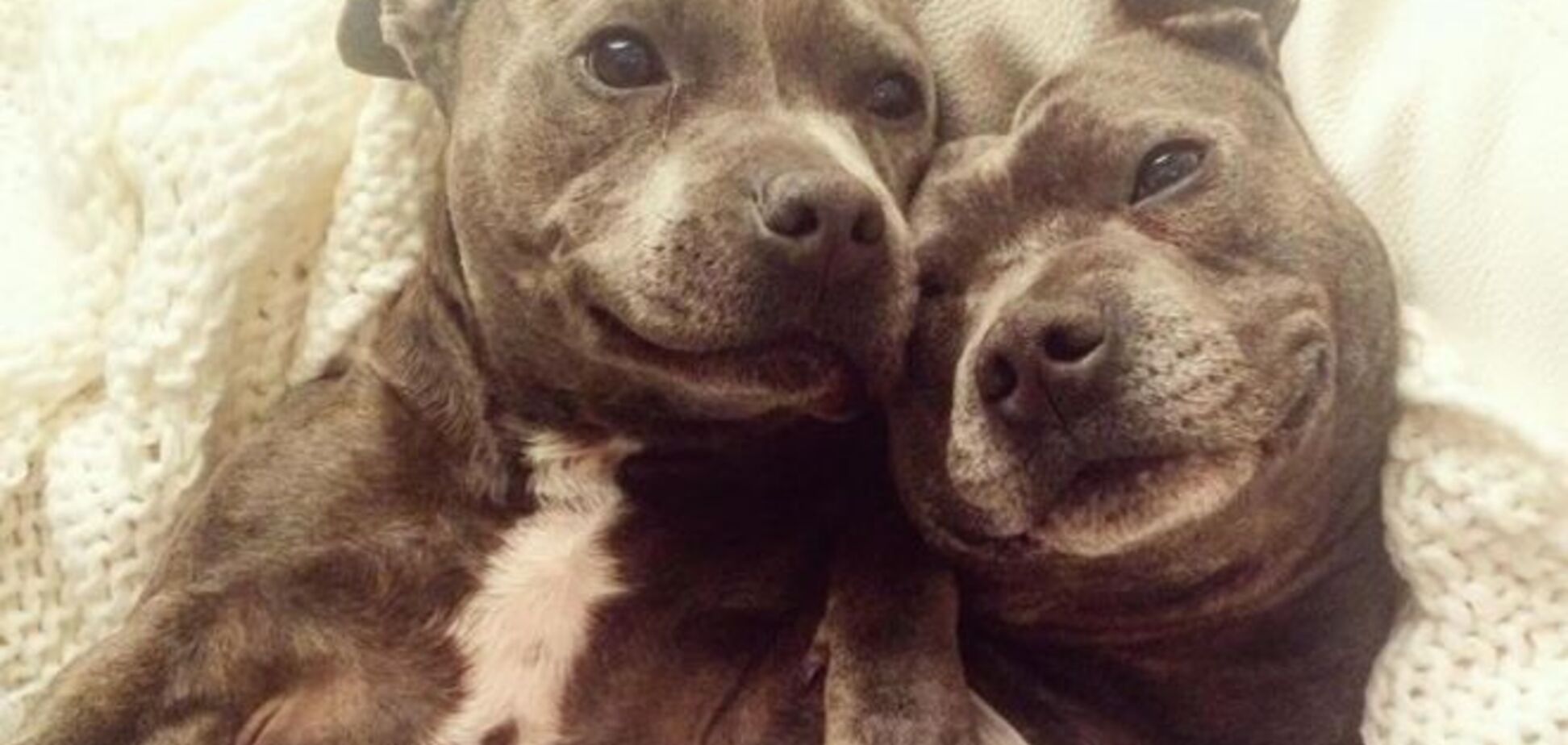 Два милых и обаятельных пса покорили соцсети и сердца тысячи людей