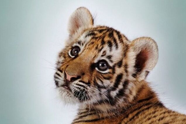 Из киевского зоопарка 'исчезли' четыре тигренка