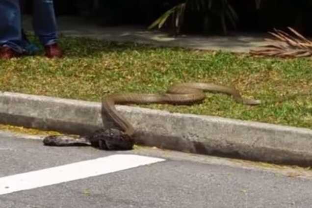 Смертельная схватка: питон и кобра устроили шоу на улице Сингапура. Видеофакт