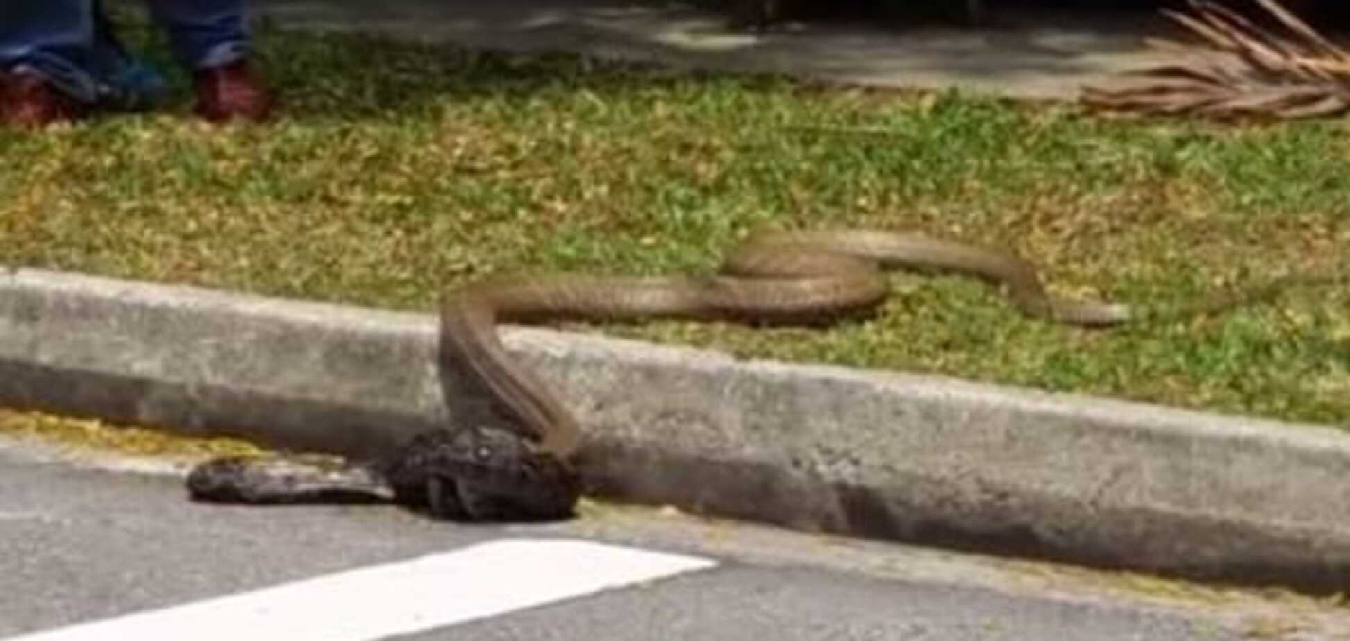 Смертельная схватка: питон и кобра устроили шоу на улице Сингапура. Видеофакт