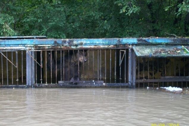 В российском Уссурийске утонули 27 животных зоопарка
