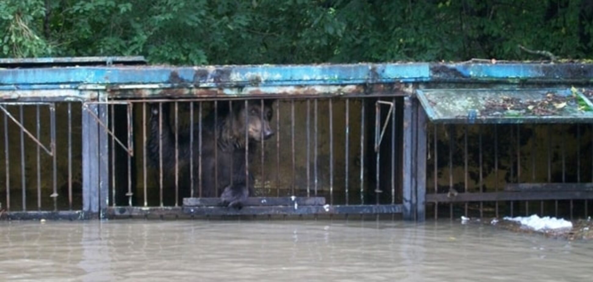 У російському Уссурійську потонули 27 тварин зоопарку