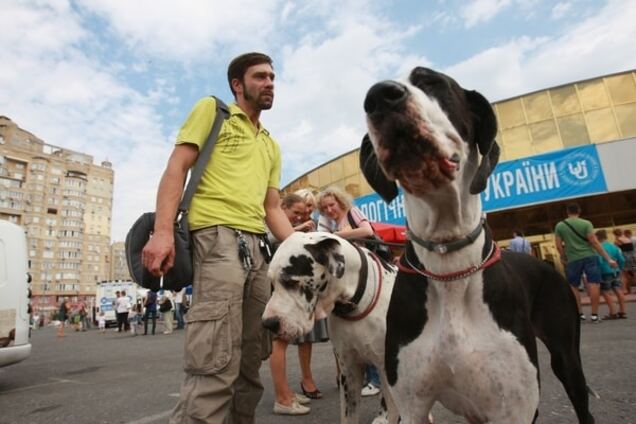Собакотерапия и лечение пчелами: журналисты узнали, как реабилитируют солдат из АТО